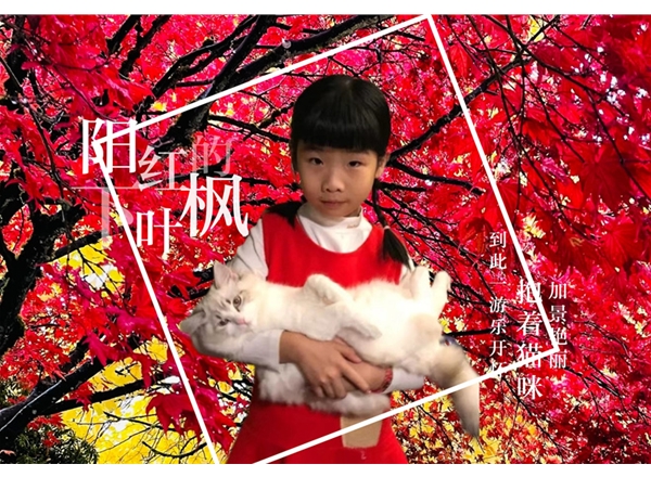 枫叶树下