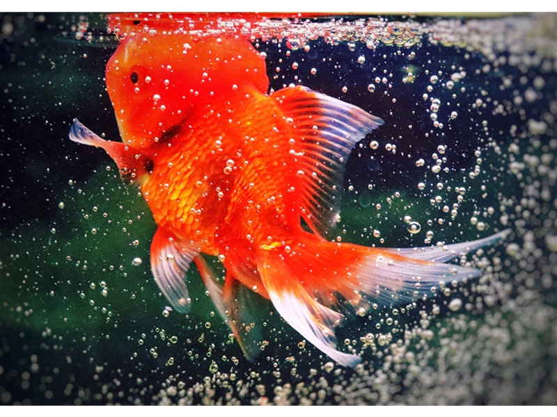 扶摇直上